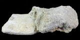 Pycnodus Crushing Mouthplate - Cretaceous Fish #71785-2